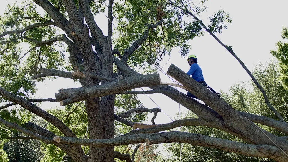 Professional Hazardous Tree Removal performed by certified arborists in Dafter